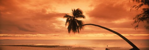Framed Silhouette of an old palm tree on the beach at sunset, Aitutaki, Cook Islands Print