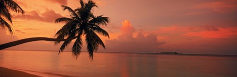 Framed Silhouette of palm tree on the beach at sunrise, Fihalhohi Island, Maldives Print