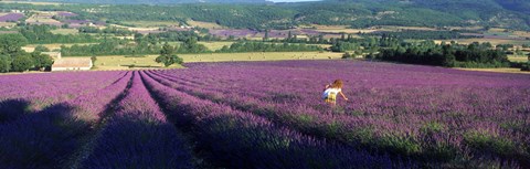 Framed Woman walking through fields of lavender, Provence-Alpes-Cote d&#39;Azur, France Print