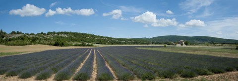 Framed Lavender fields near D701, Simiane-La-Rotonde, Alpes-de-Haute-Provence, Provence-Alpes-Cote d&#39;Azur, France Print