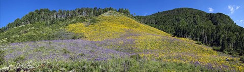 Framed Sunflowers and larkspur wildflowers on hillside, Colorado, USA Print