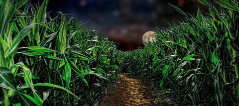 Framed Dark corn field Print