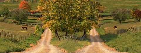 Framed Two dirt roads passing through farms in autumn Print
