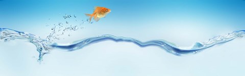 Framed Goldfish jumping out of water Print