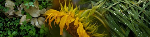 Framed Close-up of leaves with yellow flower Print