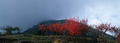 Framed Trees in autumn at dusk, Provence-Alpes-Cote d&#39;Azur, France Print