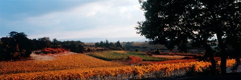 Framed Autum in the Vineyards, Provence-Alpes-Cote d&#39;Azur, France Print