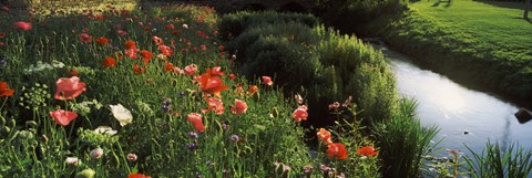Framed Wildflowers, Crakehall Beck, Crakehall, North Yorkshire, England Print