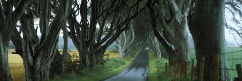 Framed Road at the Dark Hedges, Armoy, County Antrim, Northern Ireland Print