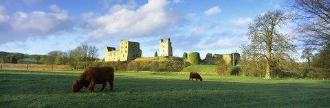 Framed Highland cattle grazing in a field, Helmsley Castle, Helmsley, North Yorkshire, England Print