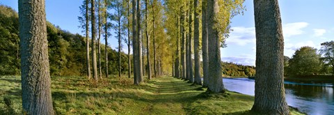 Framed Poplar Treelined at the riverside, River Tweed, Maxton, Newtown St. Boswells, Scotland Print