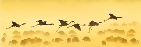 Framed Flamingos landing, Kenya Print