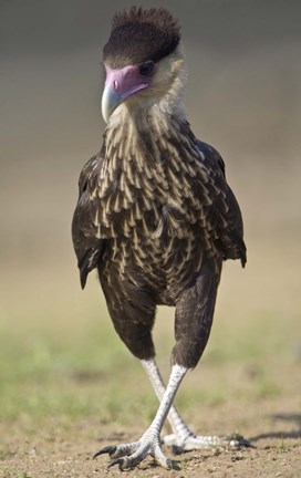 Framed Close-up of a Crested caracara (Polyborus plancus), Brazil Print
