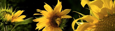 Framed Sunflowers Print