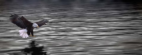 Framed Eagle over water Print