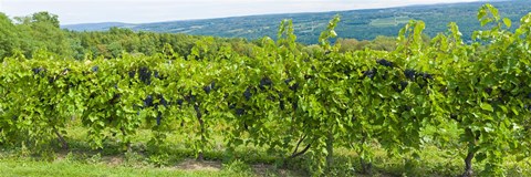 Framed Grapevines in a vineyard, Finger Lakes, New York State, USA Print