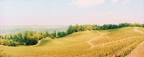 Framed Vineyards in spring, Napa Valley, California Print