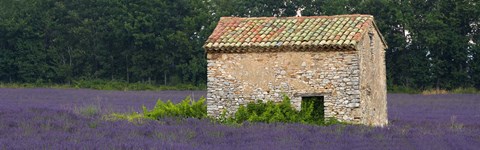 Framed Stone building in a lavender field, Provence-Alpes-Cote D&#39;Azur, France Print