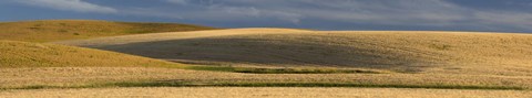 Framed Wheat field, Palouse, Washington State, USA Print