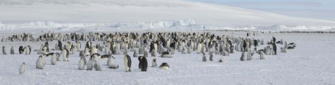 Framed Emperor penguins (Aptenodytes forsteri) colony at snow covered landscape, Snow Hill Island, Antarctica Print
