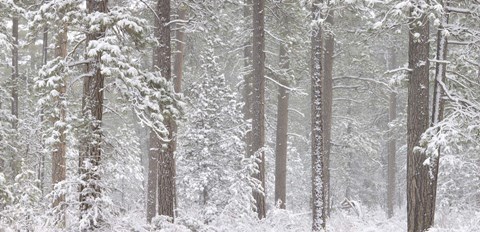 Framed Snow covered Ponderosa Pine trees in a forest, Indian Ford, Oregon, USA Print