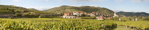 Framed Crop in a vineyard, Weissenkirchen, Wachau, Austria Print