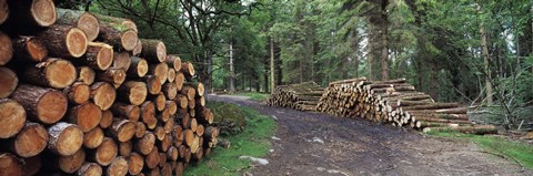 Framed Stacks of logs in forest, Burrator Reservoir, Dartmoor, Devon, England Print