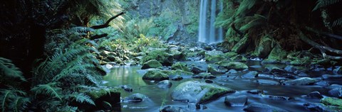 Framed Waterfall in a forest, Hopetown Falls, Great Ocean Road, Otway Ranges National Park, Victoria, Australia Print