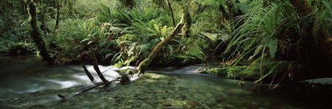 Framed Divide Creek flowing through a forest, Hollyford River, Fiordland National Park, South Island, New Zealand Print