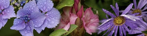 Framed Close-up of flowers Print