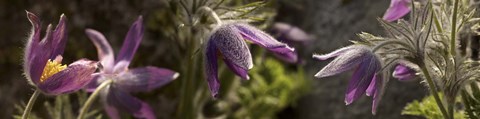Framed Details of purple furry flowers Print
