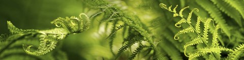 Framed Close-up of multiple images of ferns Print