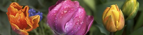 Framed Close up of Colorful Tulips Print