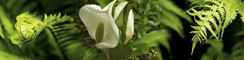 Framed Close-up of flowers and leaves Print