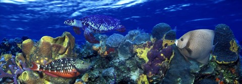 Framed Stoplight parrotfish (Sparisoma viride) with a Hawksbill Turtle (Eretmochelys Imbricata) underwater Print