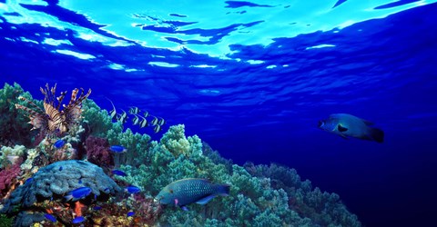 Framed Underwater view of Longfin bannerfish (Heniochus acuminatus) with Red Firefish (Nemateleotris magnifica) and soft corals Print