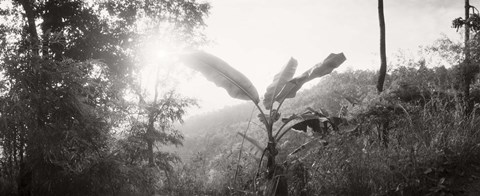 Framed Sunlight through trees in a forest in black and white, Chiang Mai Province, Thailand Print