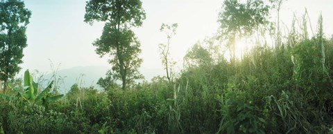Framed Sunlight coming through the trees in a forest, Chiang Mai Province, Thailand Print