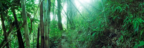 Framed Light through a Bamboo forest, Chiang Mai, Thailand Print