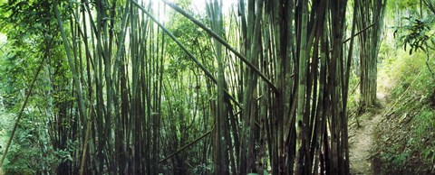 Framed Bamboo forest, Chiang Mai, Thailand Print