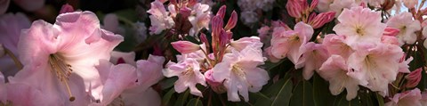 Framed Close-up of pink rhododendron flowers Print