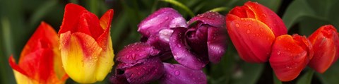 Framed Close-up of tulip flowers Print