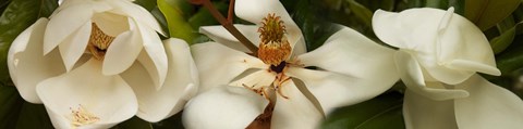 Framed Close-up of white magnolia flowers Print