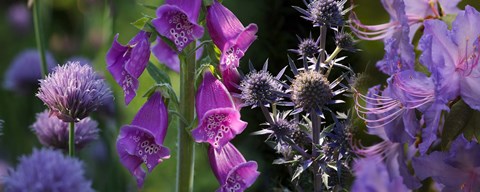 Framed Close-up of purple flowers Print