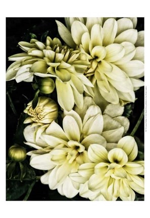 Framed Lemon Dahlias I Print