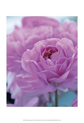 Framed Roses Anglaises Print