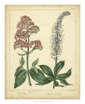 Framed Garden Flora VI Print