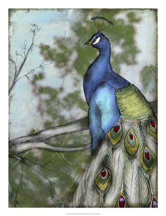 Framed Peacock Reflections I Print