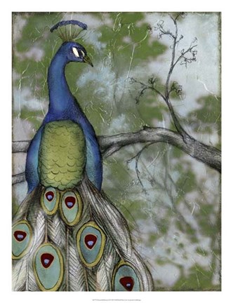 Framed Peacock Reflections II Print