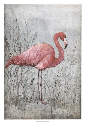 Framed American Flamingo I Print